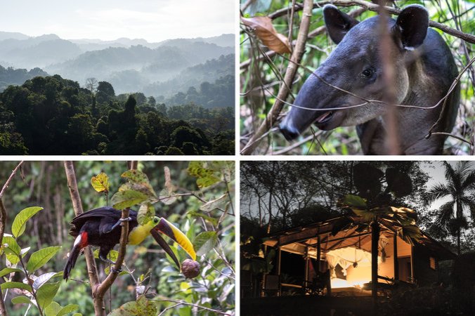 Clockwise from top left: Rain forest in Corcovado National Park; a tapir in the park; a cabin at Bosque del Cabo Rainforest Lodge; spying on a toucan at the lodge. Credit Scott Matthews for The New York Times