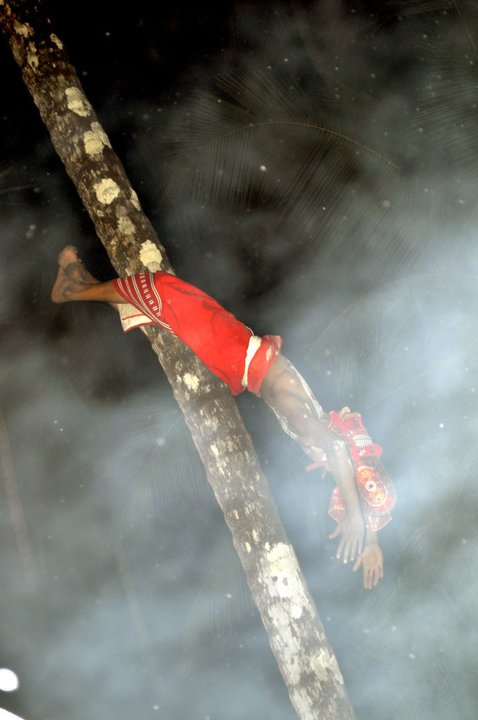 climbs on the top of coconut tree