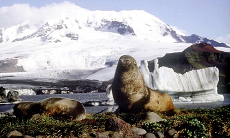 An elephant seals basks on Heard Island. Photograph: Australian Antarctic Division, HO/AP