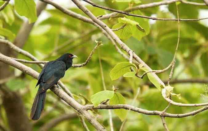 Asian Koel by Srinivasa Addepalli - RAXA Collective