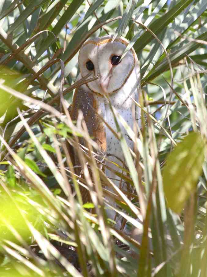 Barn Owl by Anukash - La Paz Group