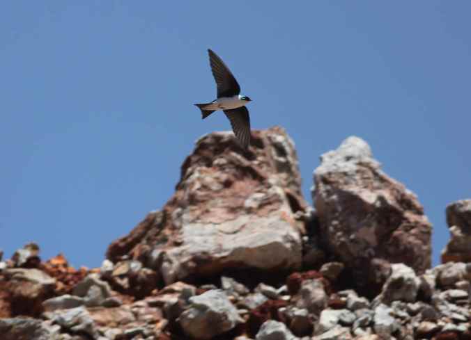 golden swallow by Justin Proctor - La Paz Group