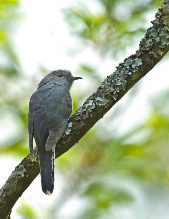 Grey Bellied Cuckoo by Brinda Suresh - RAXA Collective