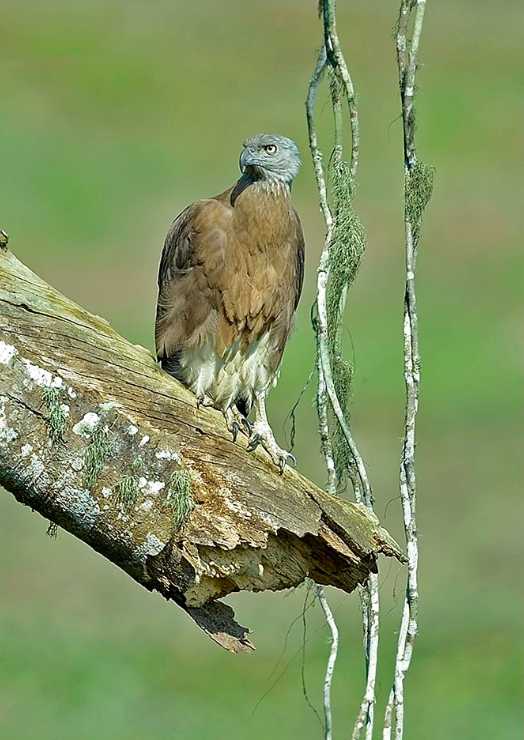 Grey-headed fish eagle by Dr. Eash Hoskote - La Paz Group