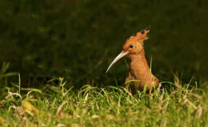 Hoopoe by Brinda Suresh - La Paz Group