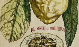 From Plate 205: Limon Caietanus by Giovanni Battista Ferrari (1584-1665)
