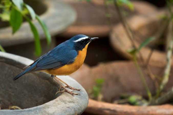 Indian Blue Robin by Brinda Suresh - La Paz Group