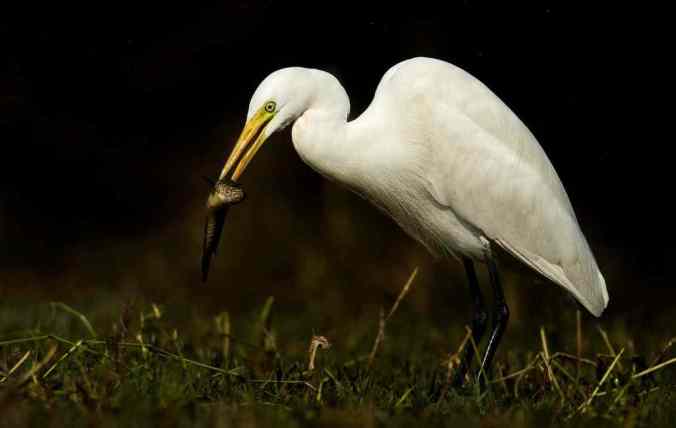 Intermediate Egret by Sudhir Shivaram - La Paz Group