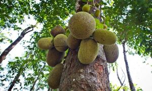 Jackfruit (Artocarpus heterophyllus) growing in Kerala, India. Photograph: Olaf Krüger/Corbis