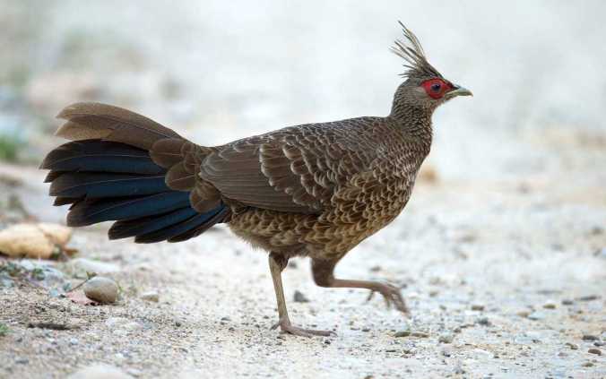 Khaleej Pheasant by Sudhir Shivaram - La Paz Group