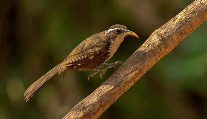 Indian Scimitar Babbler by Dr. Eash Hoskote - La Paz Group