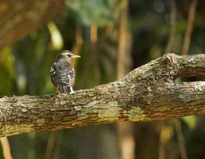 Pied Thrush by Brinda Suresh - RAXA Collective
