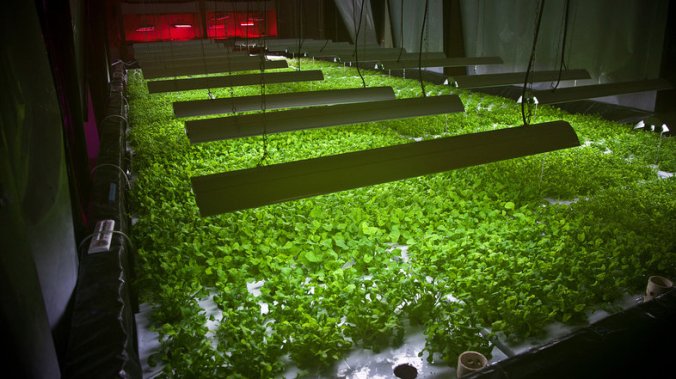 Plant Chicago, NFP/Rachel Swenie