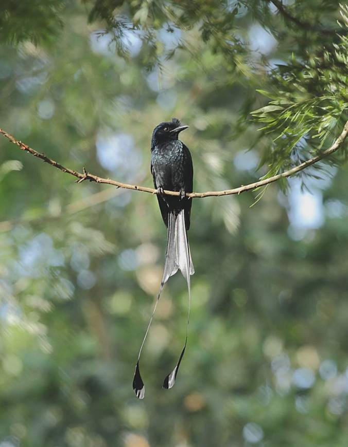 Racket-tailed Drongo by Anukash - La Paz Group