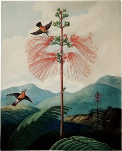 The Large Flowering Sensitive Plant, whose ‘plant electricity,’ Oliver Sacks writes, ‘moves slowly…as one can see by watching the leaflets…closing one by one along a leaf that is touched.’ Illustration from Robert John Thornton’s The Temple of Flora (1799–1807), published in a new edition by Taschen.