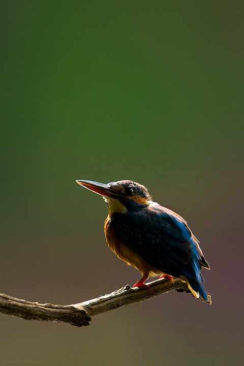 Small Blue Kingfisher by Sudhir Shivaram - La Paz Group