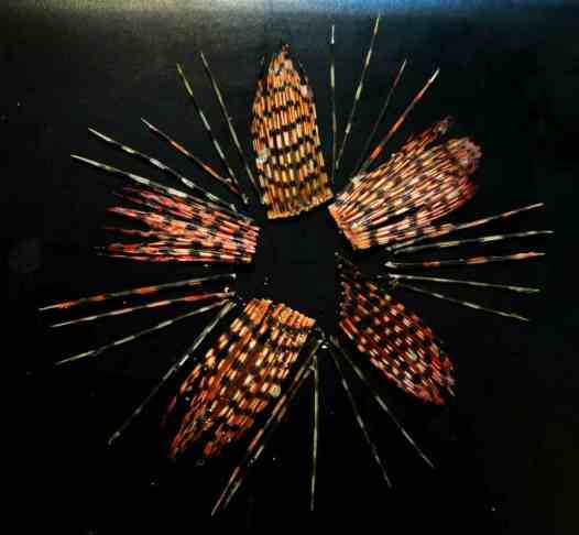 spines and tails-photo3