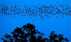 Scientists believe wrinkle-lipped bats could prevent annual paddy losses of nearly 2,900 tons, enough to feed 26,000 people for a year. Photograph: Barbara Walton/EPA