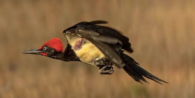 White Bellied Woodpecker by Dr. Eash Hoskote - La Paz Group