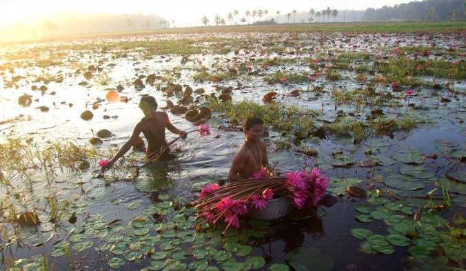Photo credits : Ramesh Kidangoor