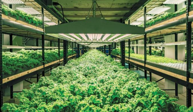 A converted Minnesota brewery now combines hydroponics and fish farming Urban Organics