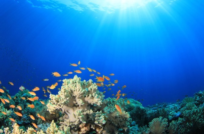 coral-reef-shutterstock_116387641-680x450