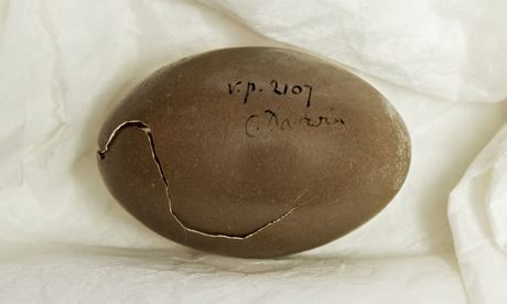 An egg mistakenly cracked by Charles Darwin is among the items in The Wonder of Birds exhibit. Photograph: Norwich Castle Museum & Art Gallery