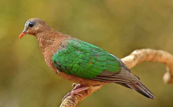 Asian Emerald Dove by Dr. Eash Hoskote - La Paz Group