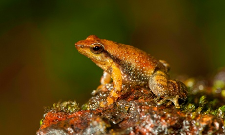 One of the 14 new species of so-called dancing frogs discovered by a team headed by University of Delhi professor Sathyabhama Das Biju in the jungle mountains of southern India Photograph: Satyabhama Das Biju/AP