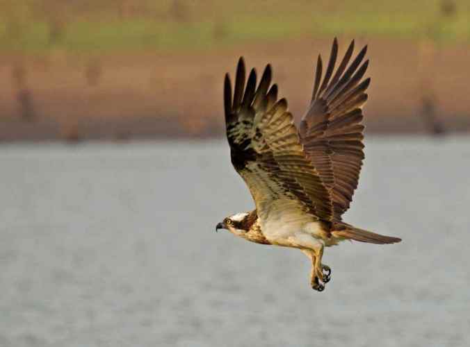 Osprey by Brinda Suresh - RAXA Collective