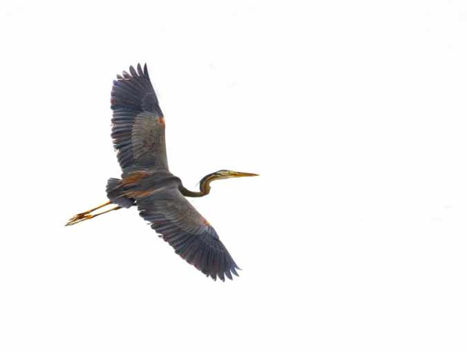 Purple Heron by Brinda Suresh - RAXA Collective
