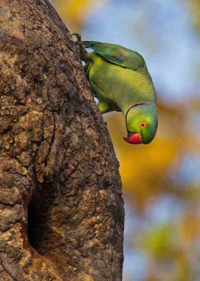 rose-ringed parakeet by Brinda Suresh - RAXA Collective