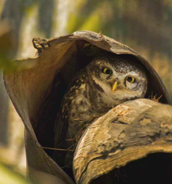spotted owlet by Brinda Suresh - La Paz Group