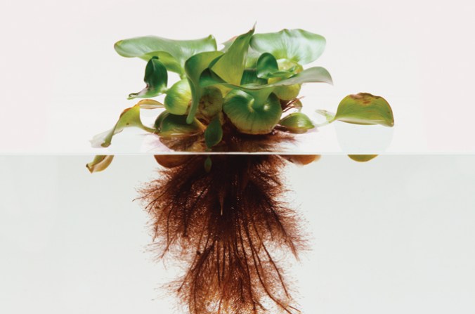 water-hyacinth