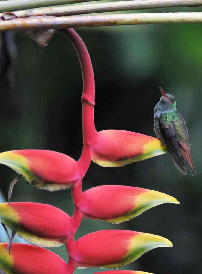 Photo credit: Xandari guest Angela Wranic