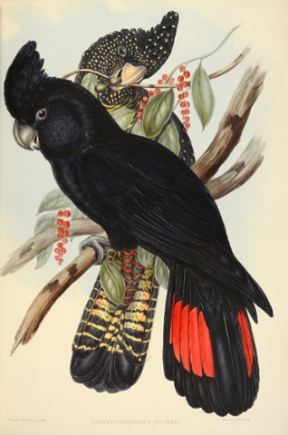 Calyptorhynchus banksii – red-tailed black cockatoo