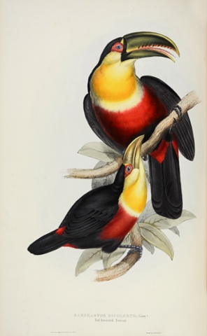 Ramphastos dicolorus – red-breasted toucan