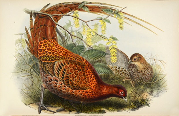 Phasianus soemmeringi – Soemmering's pheasant, or copper pheasant