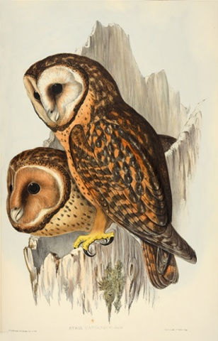 Strix castanops – tasmanian masked owl