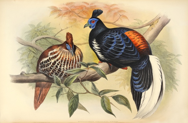 Euplocomus vieilloti – vieillot's crested rireback