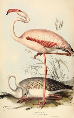 Phoenicopterus – flamingo