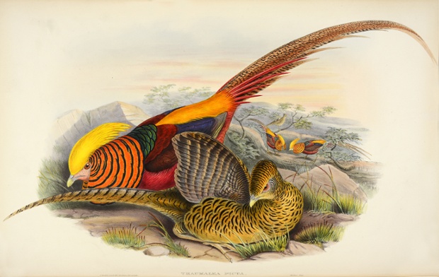 Thaumalea picta - golden pheasant