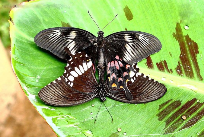 Photo credit : Faisal