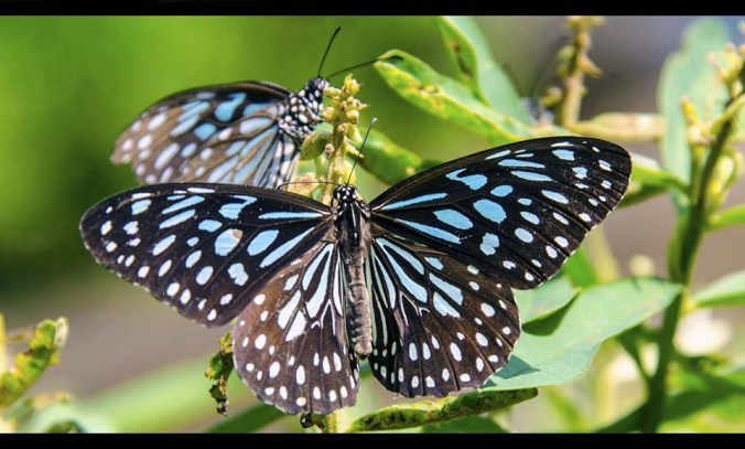 Photo credits : Sherfin