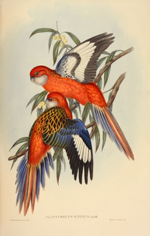 Platycercus ignitus – fiery parrakeet