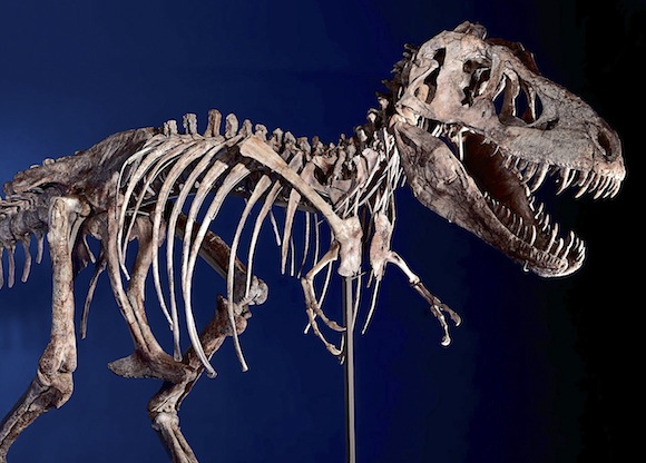 The fossil of a Tarbosaurus bataar, which was returned to Mongolia after it was poached and sold for $1 million, in an undated handout photo. Fossil poachers have become a major problem for paleontologists, wreaking havoc on the sites of dinosaur remains. (U.S. Immigration and Customs Enforcement via The New York Times) -- EDITORIAL USE ONLY