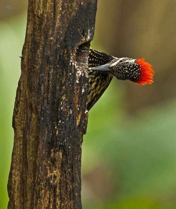 Lesser Flameback Woodpecker by Brinda Suresh - La Paz Group