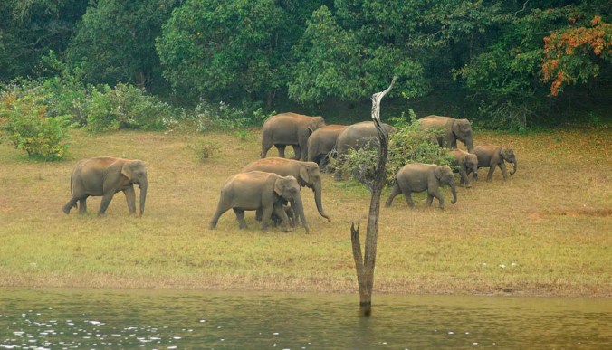 Photo credits : Unni P