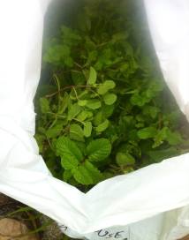 10494652_10201592002321681_4663054444433422213_n