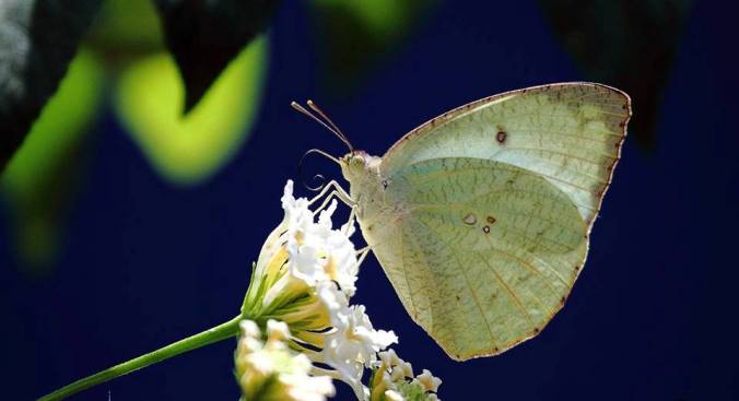 Photo credits : Faisal